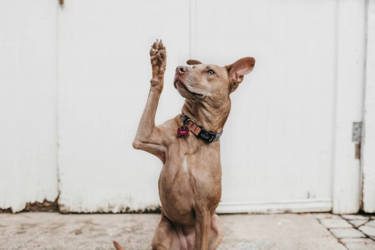 Dog standing on its hind legs against a white wall