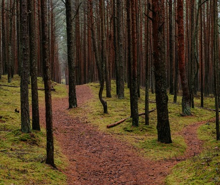 Forest path